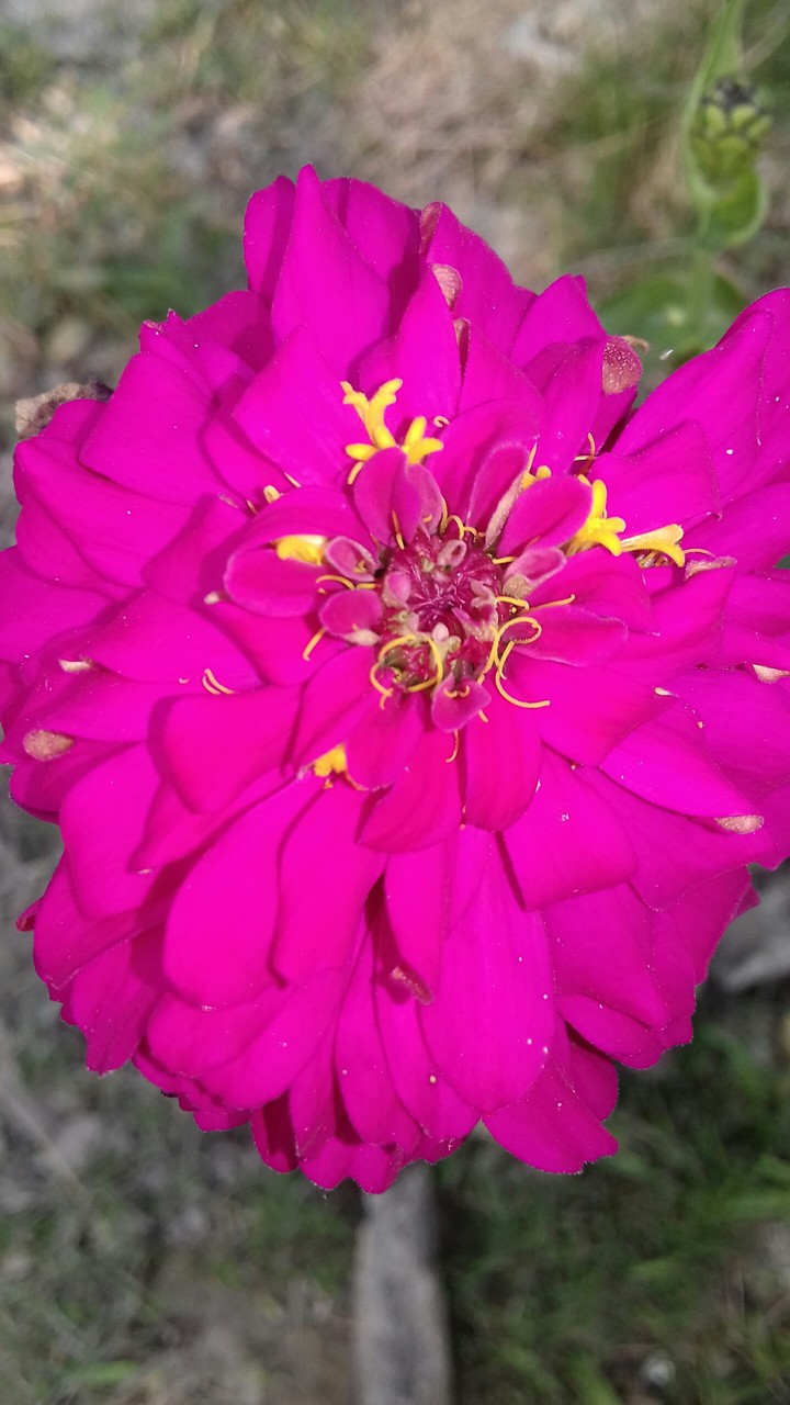 winter flower