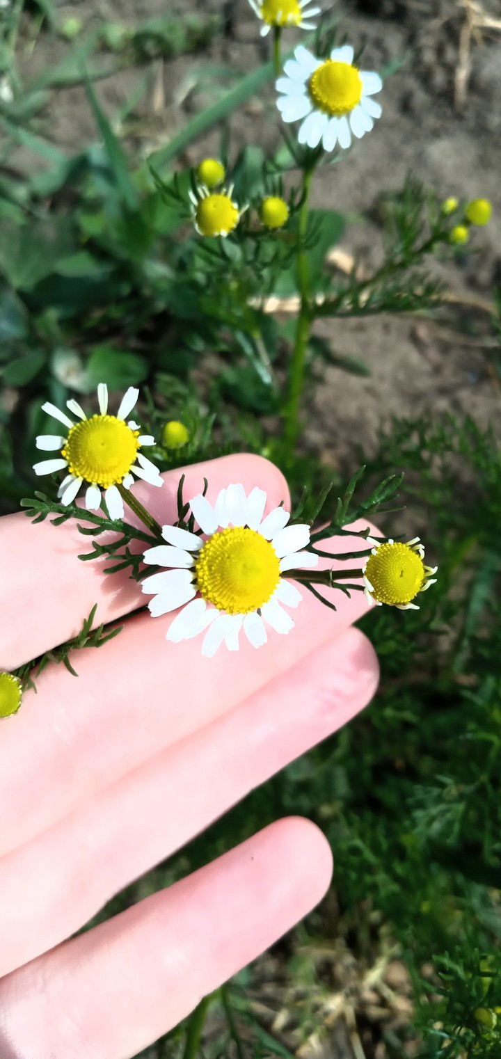 daisies