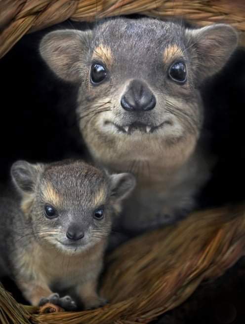 aa