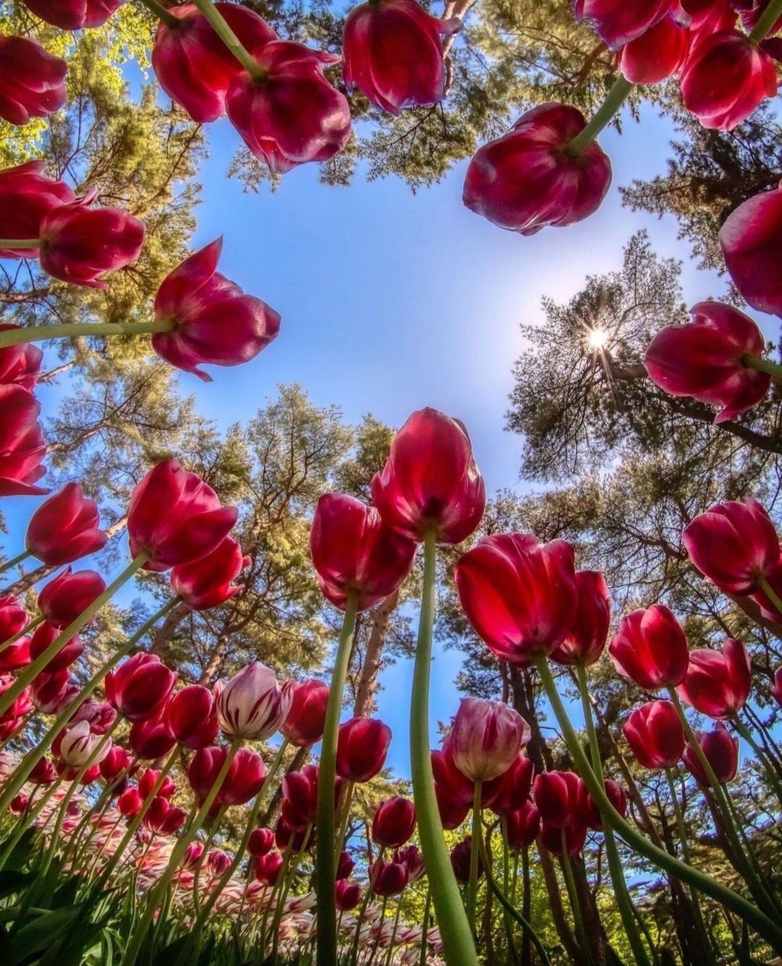 flowers, wey Hintergrundbilder