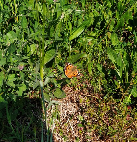 fonds d'écran grass, pollinator