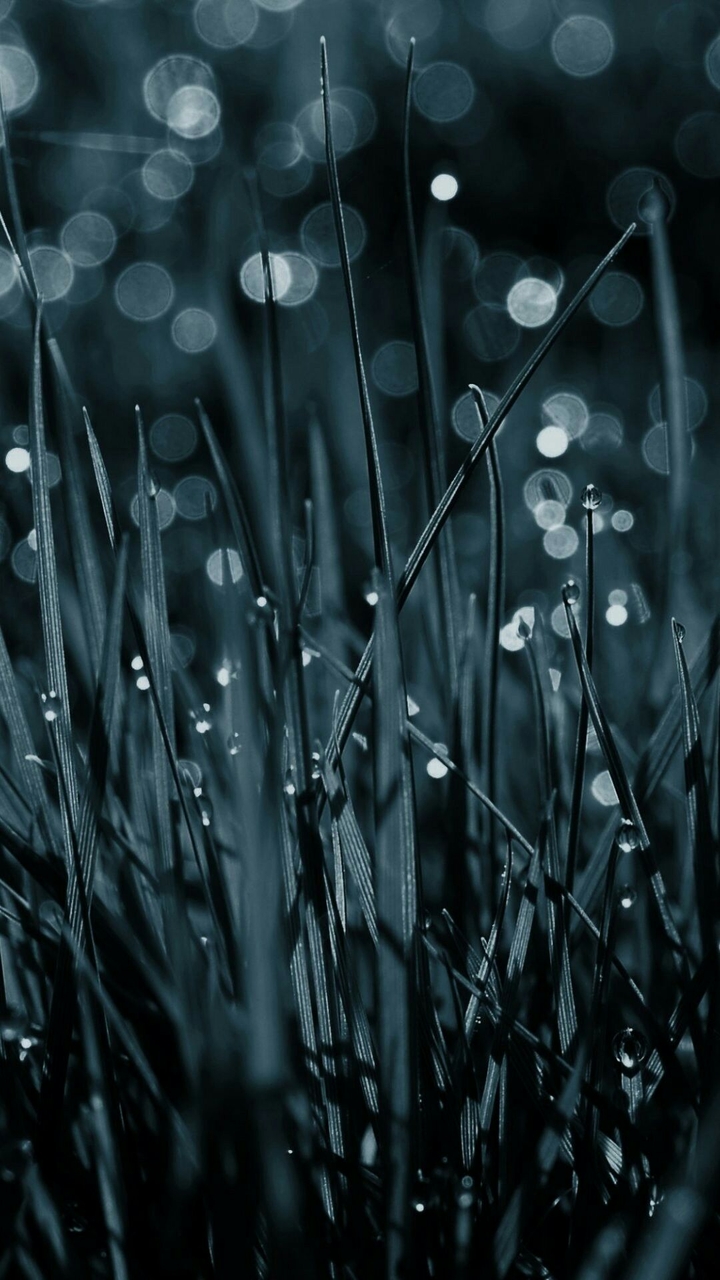 grass