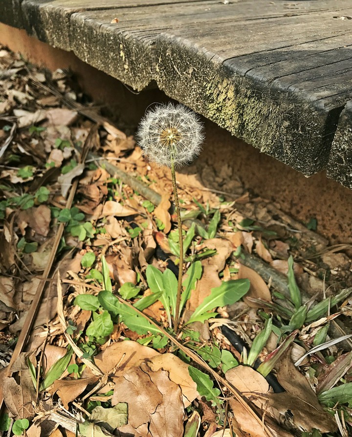 dandelion