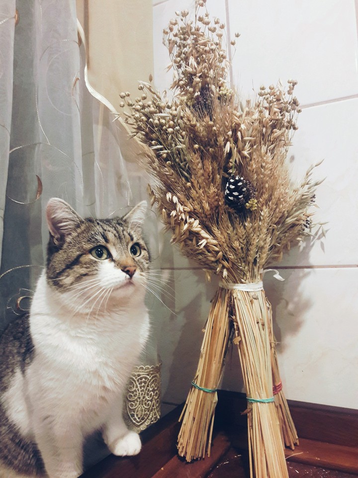 Кот