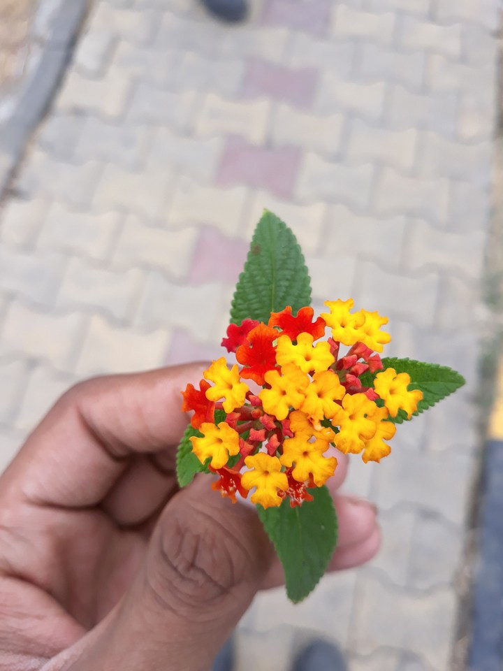 flowers