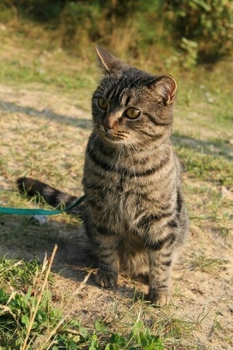 Котик