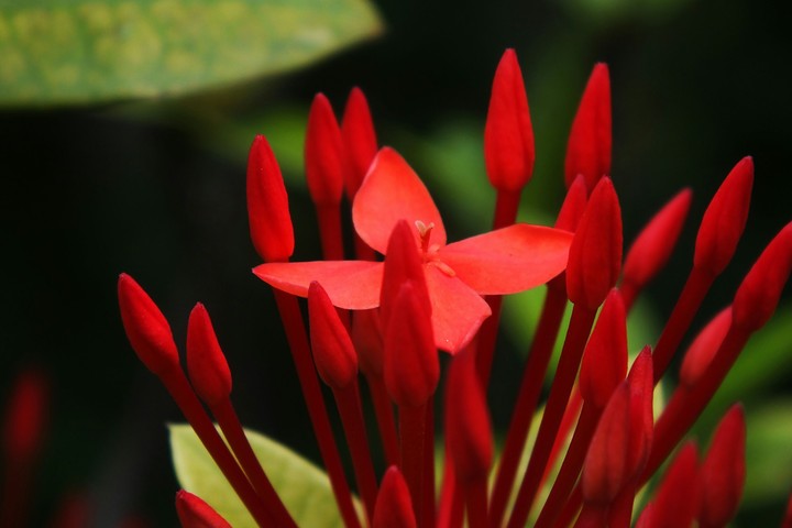Flaming Flower