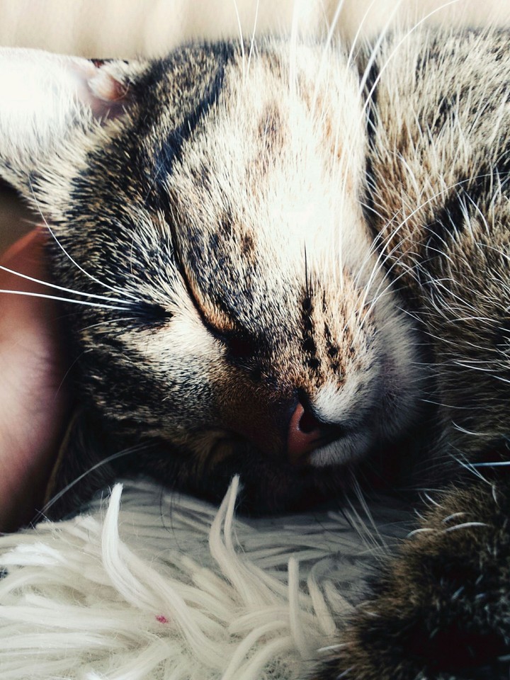 cute cat