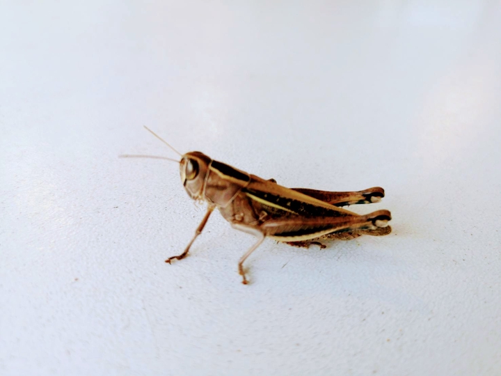 #Caelifera / Saltamontes