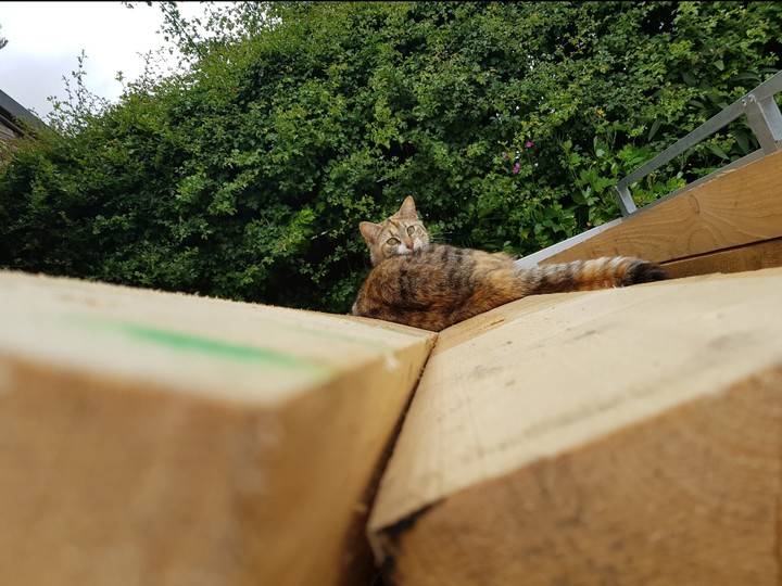 cat