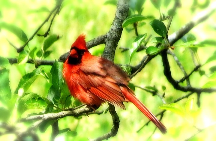 Red Cardinal