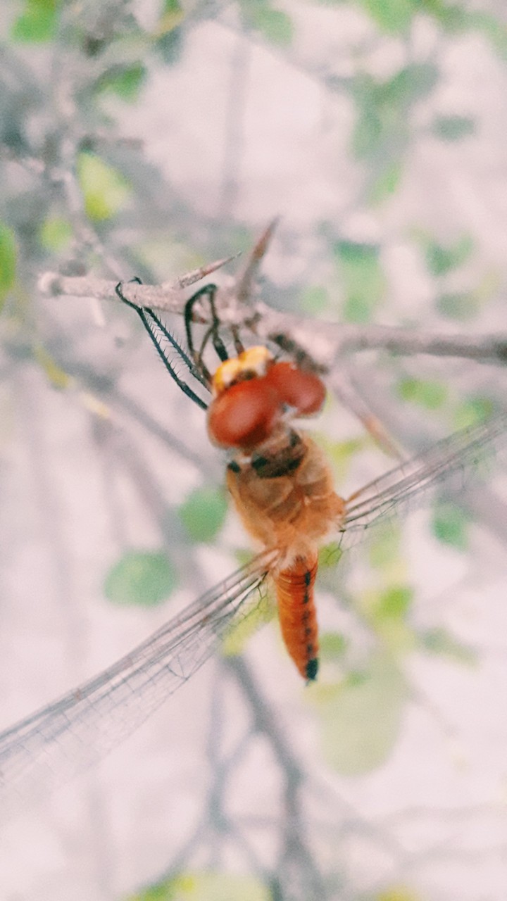 fly