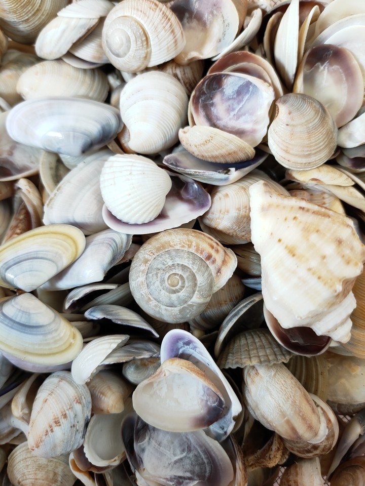 Shells
