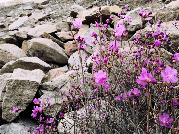 Rhododendron