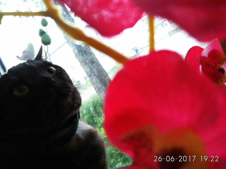 the cat and flowers )