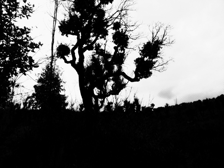 tree in black and whit