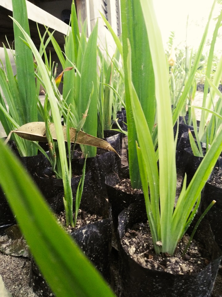 Pandan