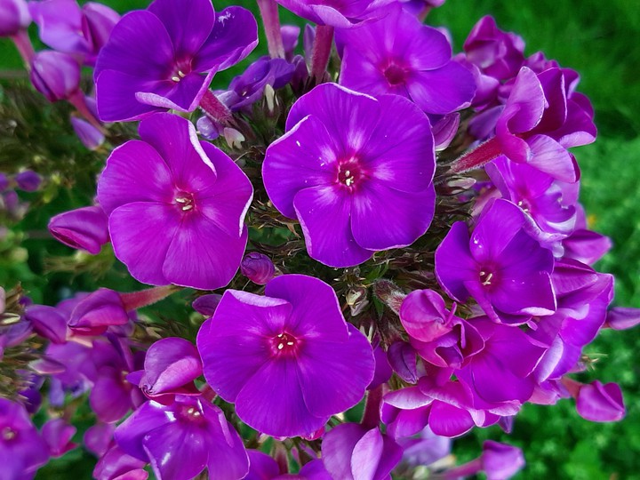 Gorgeous Purple