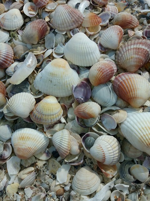 seashell