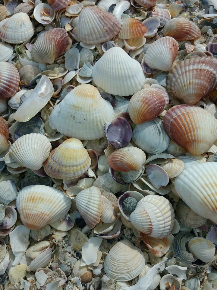 seashell