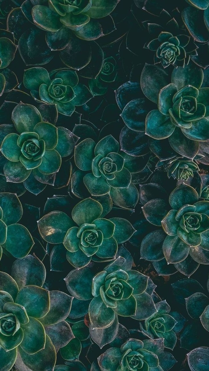 plant