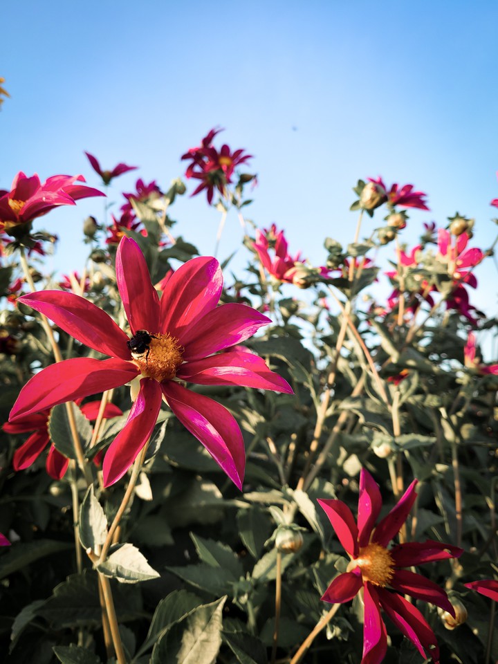 Dahlia