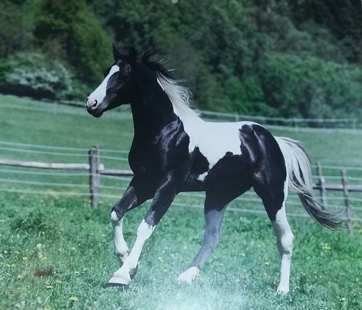black and white horse