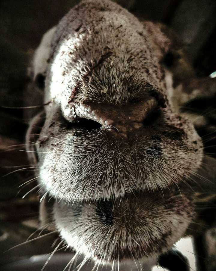 Ram 