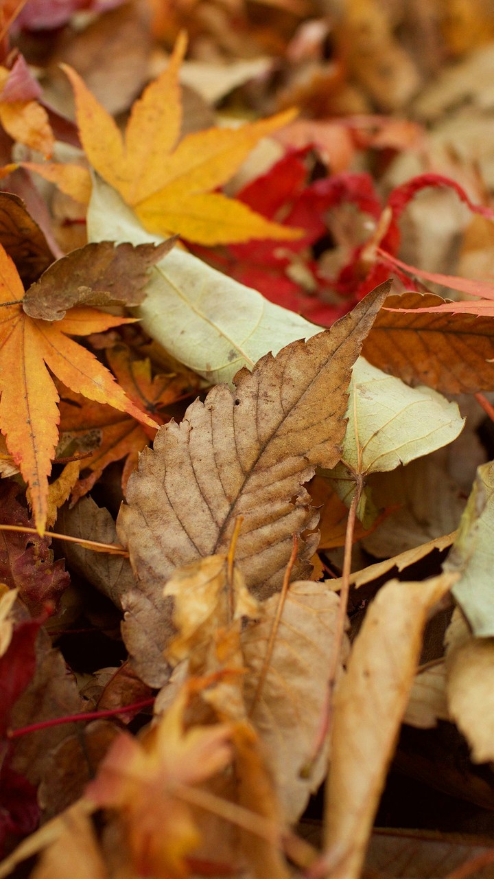 #leaf