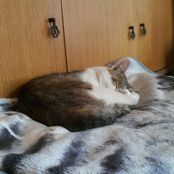 Кот Вася