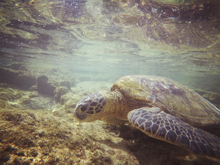 Hawaii Sea Turtle