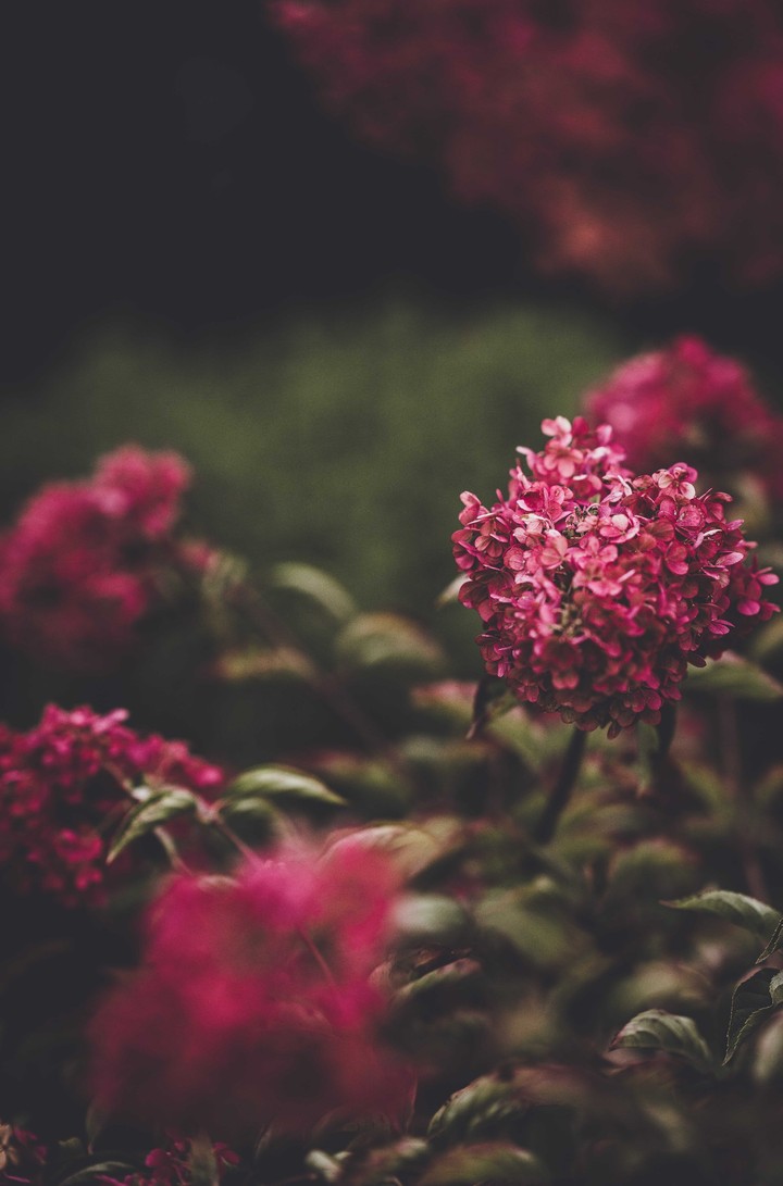 pink flowers