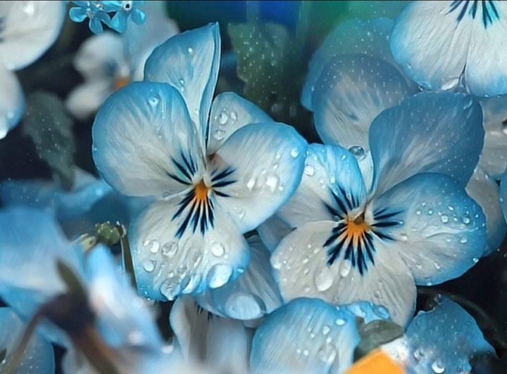 Violet