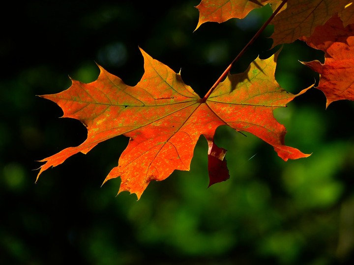 fall