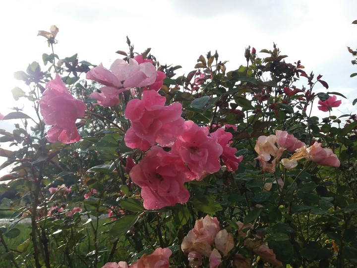 flowers