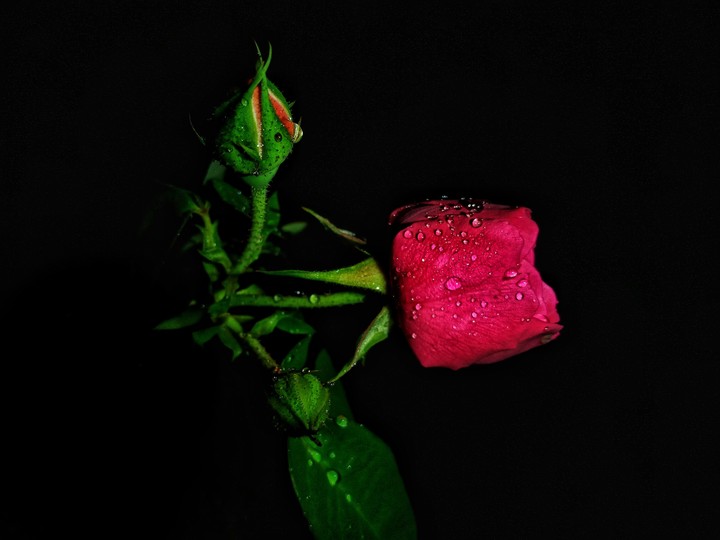 rose