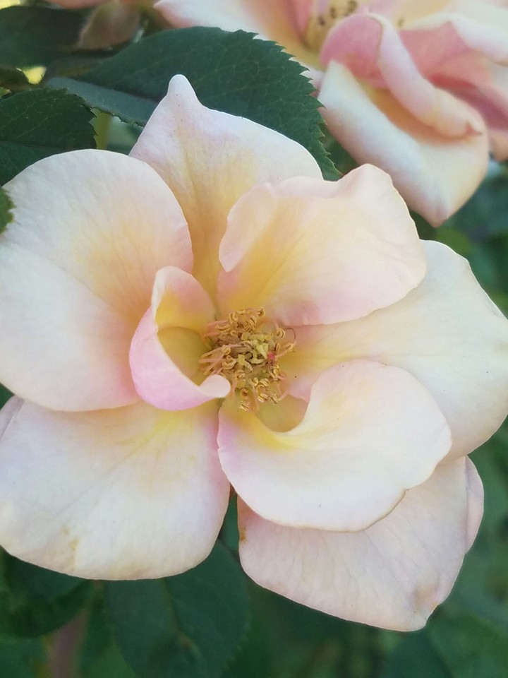 A imperfect flower