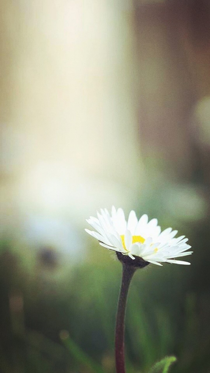 Beautiful Flower HD Wallpaper