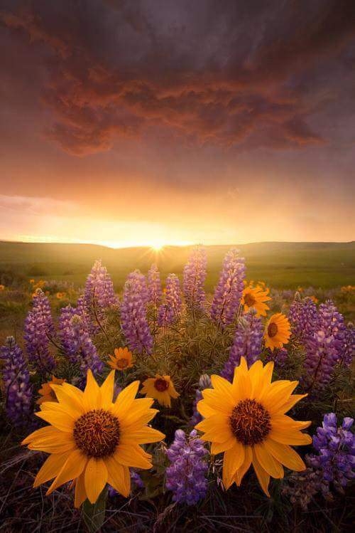 flores