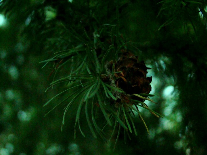 cone
