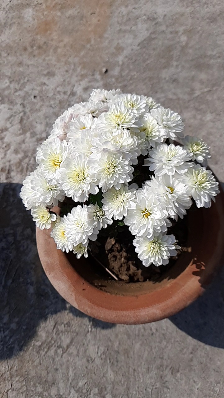 Beautiful Flowers