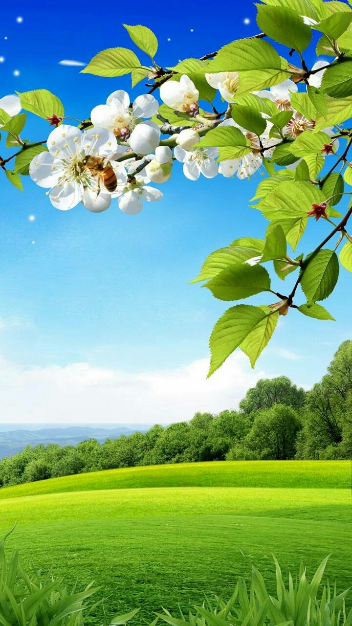 bahar