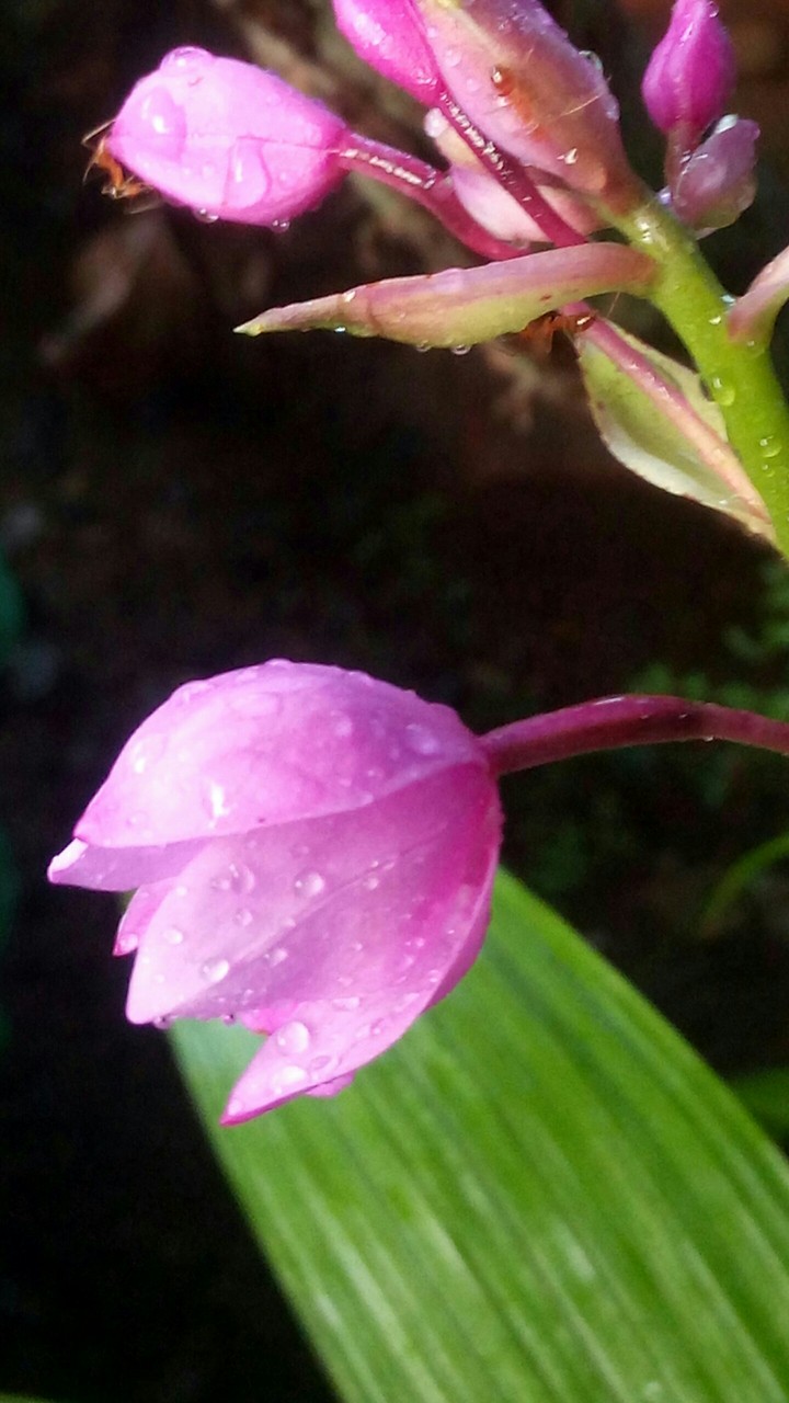 flower