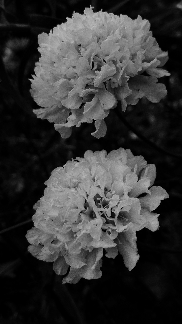 Blumen