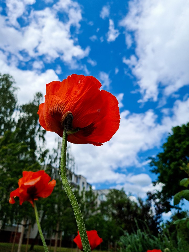Flower in the garden