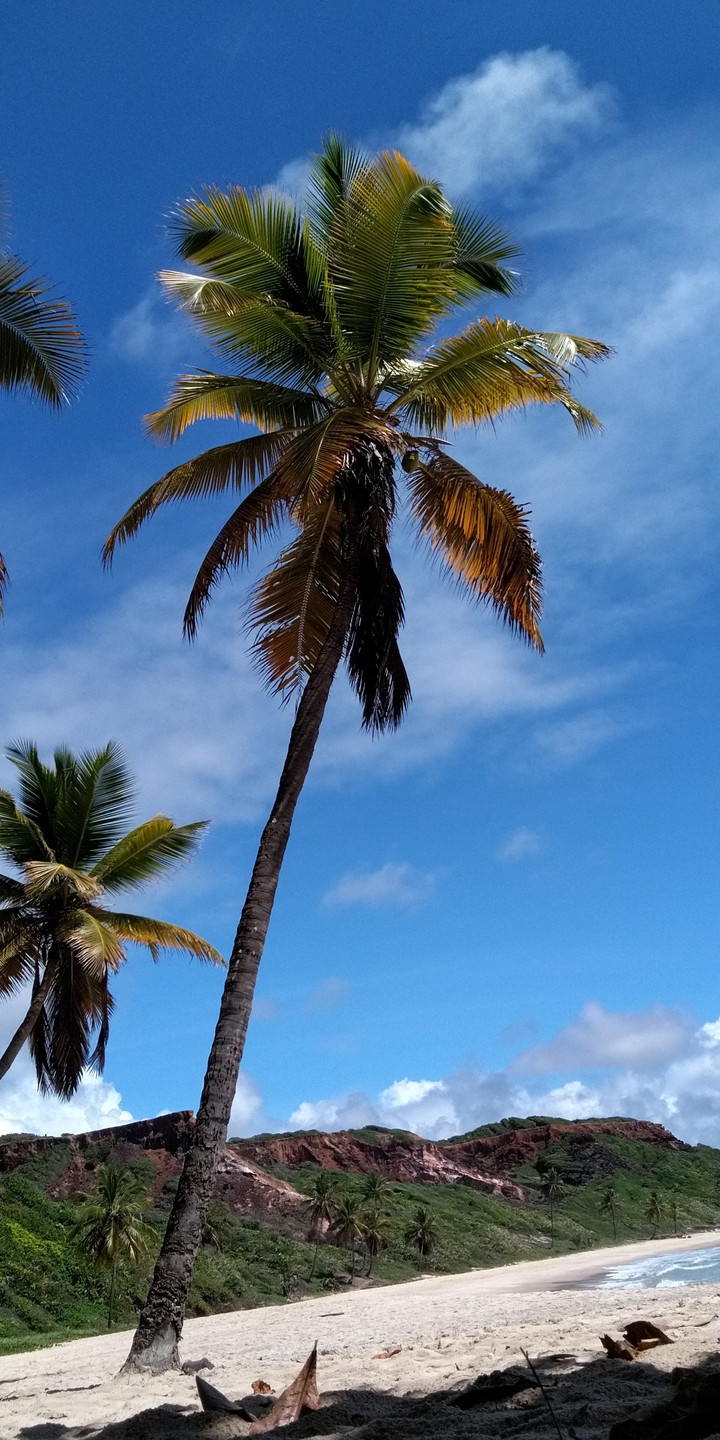 beach ? coconut tree