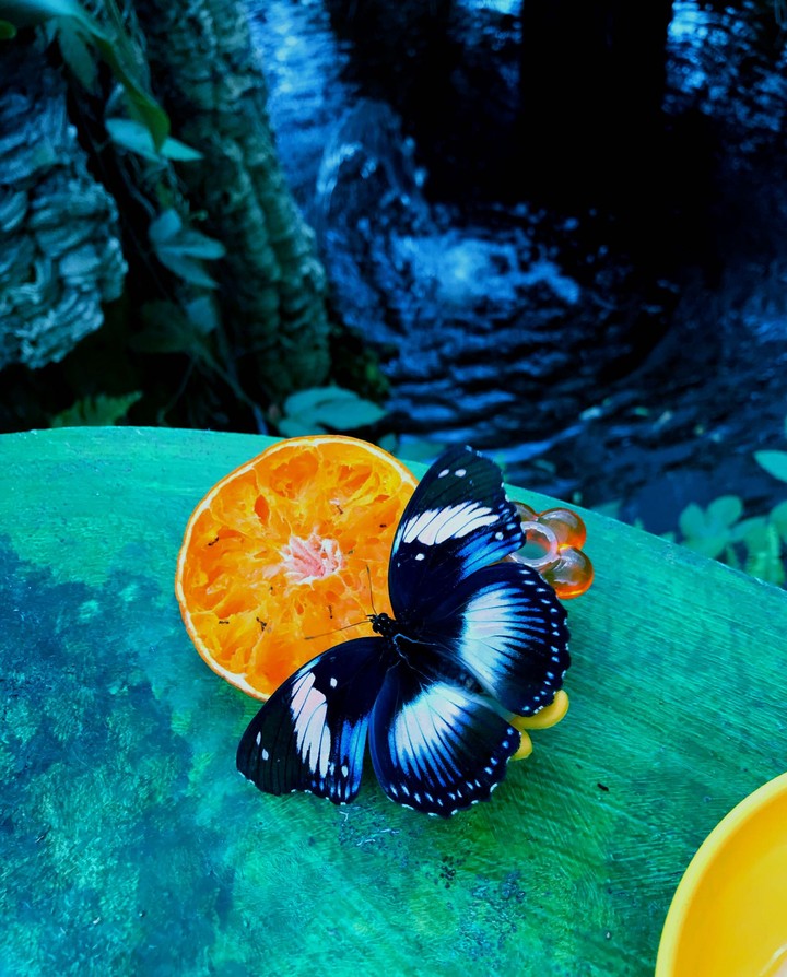 blue in orange
