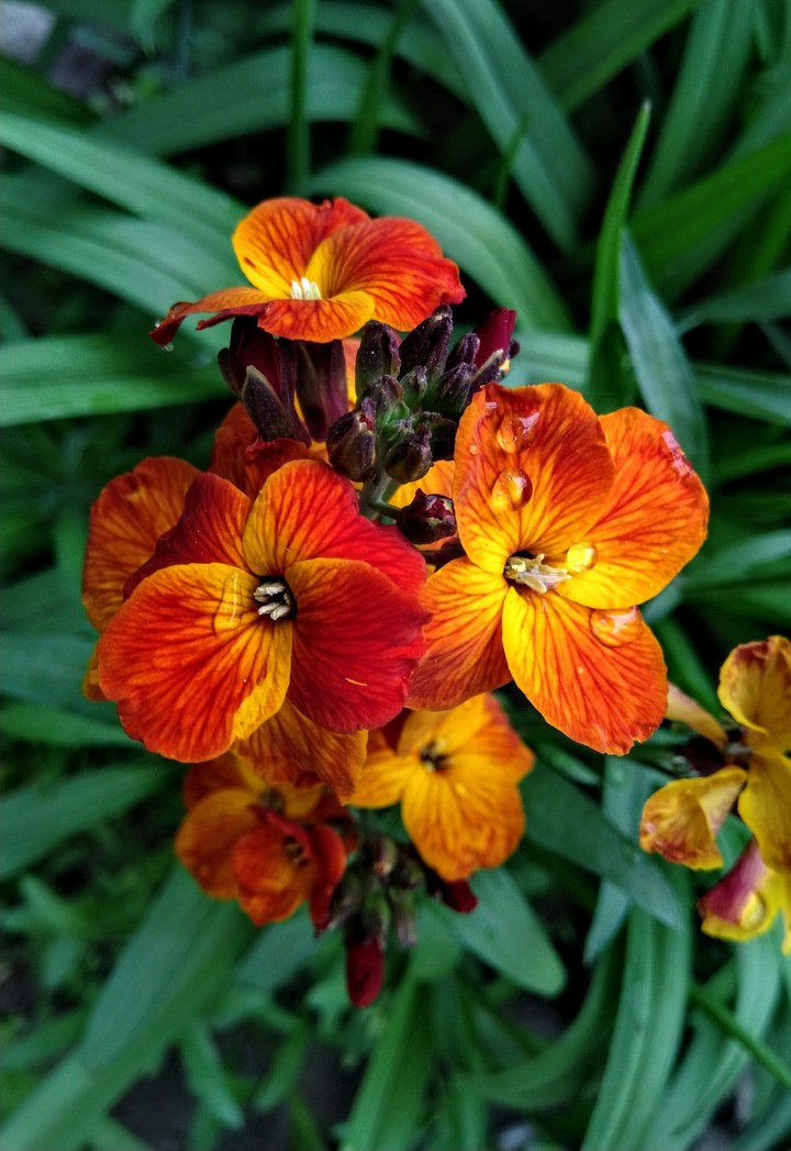 Raindrops on flowers