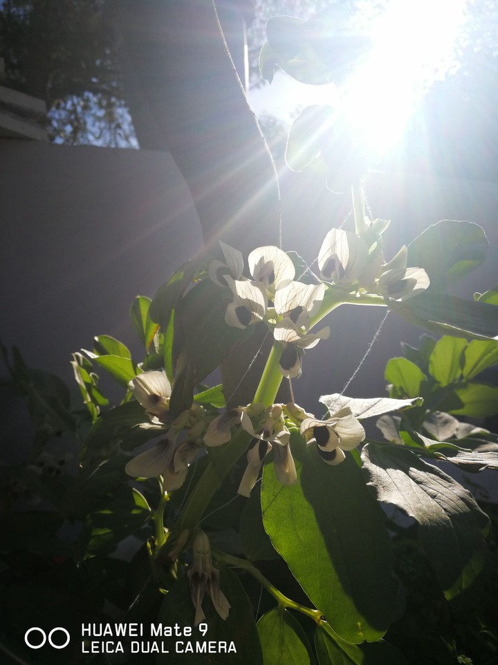 mate9