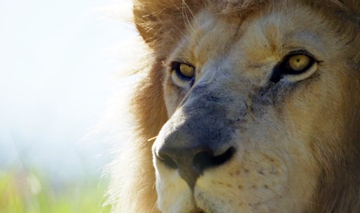 lion